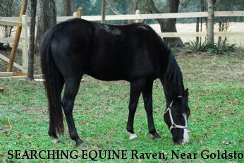 SEARCHING EQUINE Raven, Near Goldston , NC, 27252